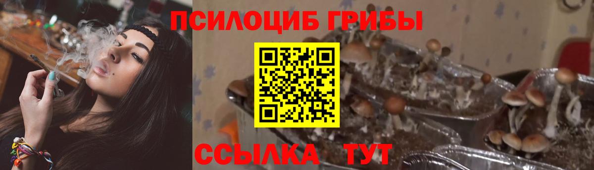 Галлюциногенные грибы Psilocybe Мценск